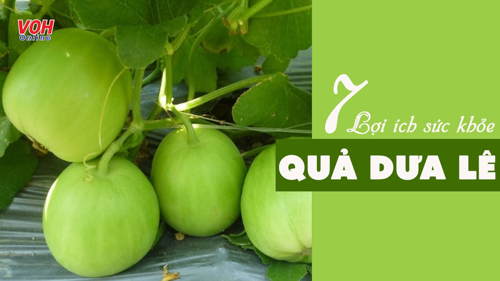 Giá trị dinh dưỡng và tác dụng của dưa lê đối với sức khỏe