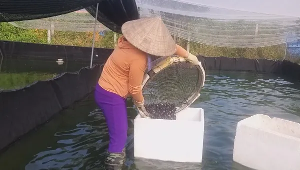 Anh nông dân có nhiều sáng tạo giúp nuôi ếch ở đô thị thành công