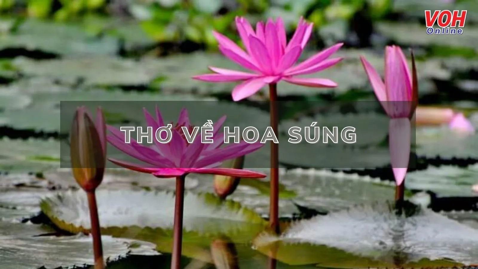 34 bài thơ về hoa súng hay và ý nghĩa lay động lòng người