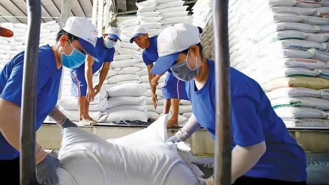 Giá lúa gạo hôm nay 17/5/2023: Doanh nghiệp gom hàng xuất khẩu, thị trường sôi động