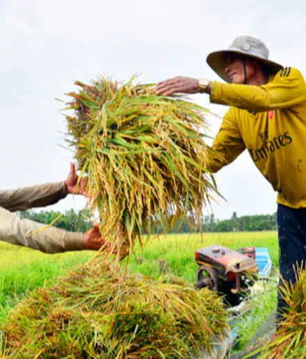 Giá lúa gạo hôm nay 18/12/2023: Tiếp tục đà tăng