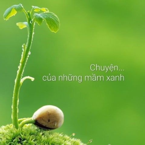 Chuyện… của những mầm xanh