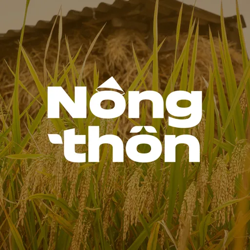 Vườn toàn cây cổ thụ, ra la liệt trái vàng.