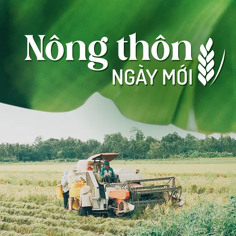 Trồng cây ấu Đài Loan ở huyện Châu Thành A, tỉnh Hậu Giang