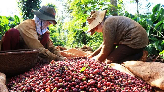 Xuất khẩu cà phê sang thị trường Hà Lan tăng mạnh