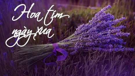 Nghiêng nghiêng hoa tím ngày xưa…