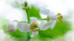 Hương thầm vương vấn mãi người đi...
