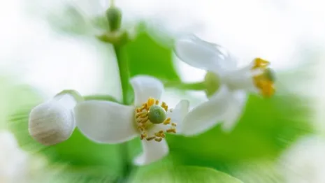 Hương thầm vương vấn mãi người đi...