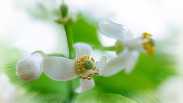 Hương thầm vương vấn mãi người đi...