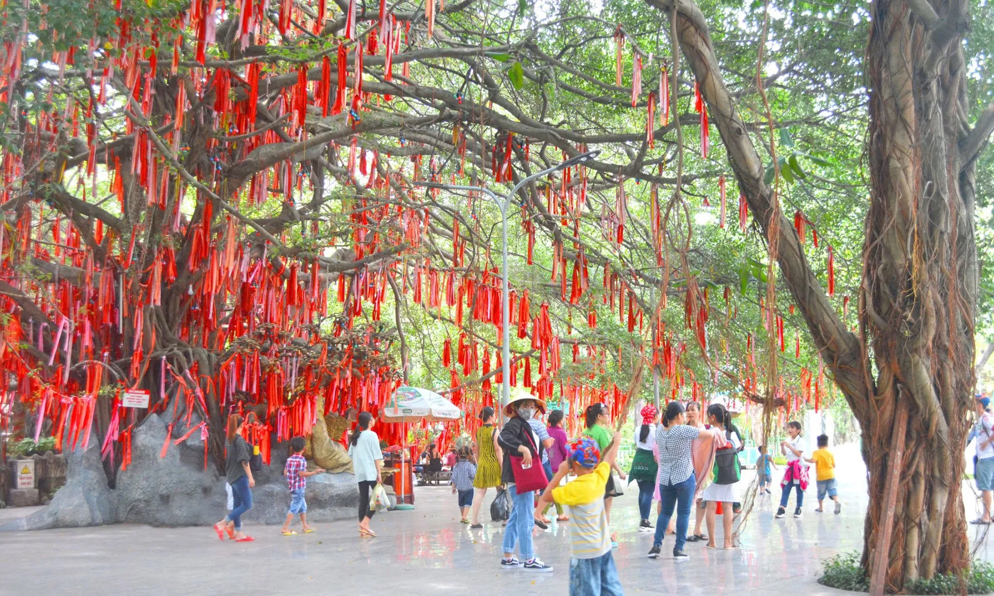 Giới trẻ “đổ xô” Check-in cây ước nguyện hơn 300 năm tuổi ở Sài Gòn