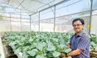 HTX Tuấn Ngọc: Điểm sáng về trồng rau công nghệ cao tại TP.HCM