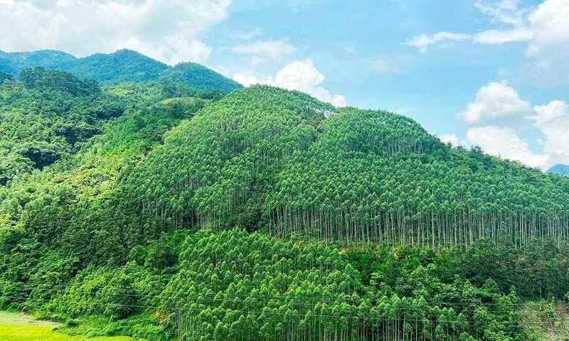Giải pháp phát triển bền vững rừng trồng Việt Nam