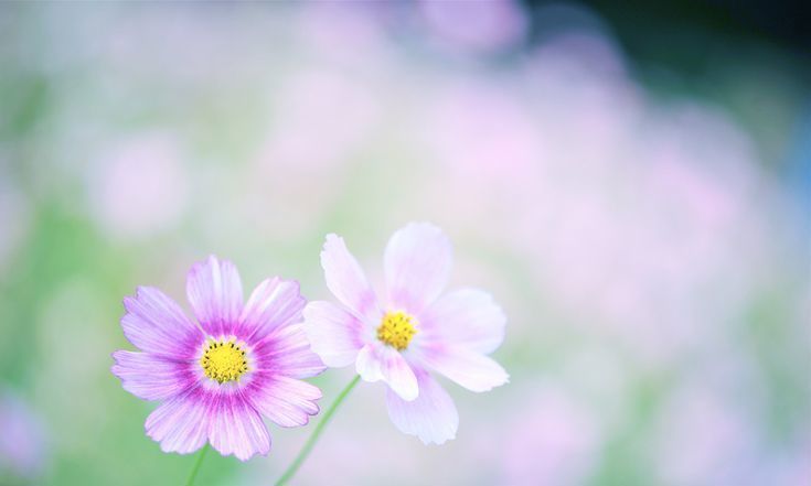 TRAÍ TIM NGƯỜI CON CAI LẬY