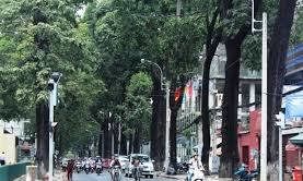 Cần tăng cường mảng xanh đô thị