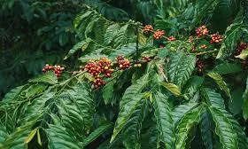 Gió lớn từ thị trường toàn cầu lay động ngành cà phê Việt