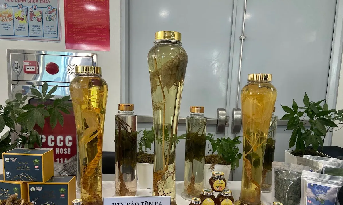 Cần xây dựng tiêu chuẩn cho sâm Ngọc Linh và Lai Châu 