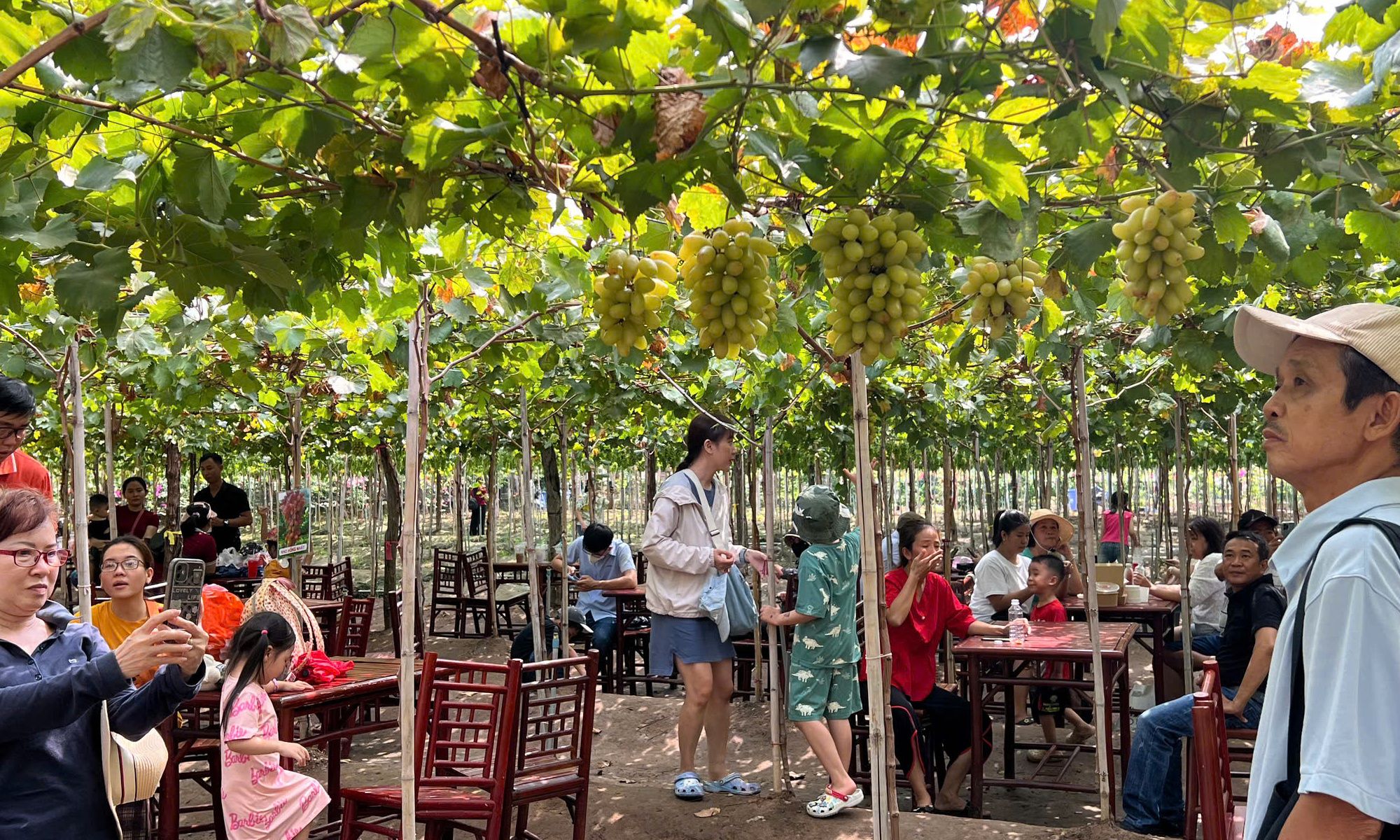 Khám phá vườn nho ngay giữa lòng thành phố 