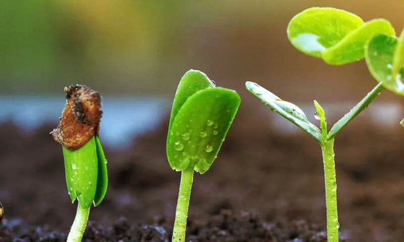 CHUYỆN NGƯỜI GIEO TRỒNG… THIỆN LƯƠNG