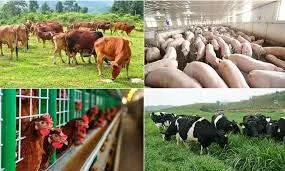 Chăn nuôi heo chưa rõ cách tính thuế: Hiệp hội chờ hướng dẫn từ Cục thuế