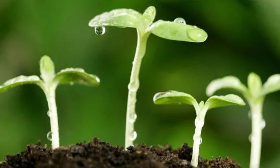 CHUYỆN VỀ SƯƠNG BAN MAI