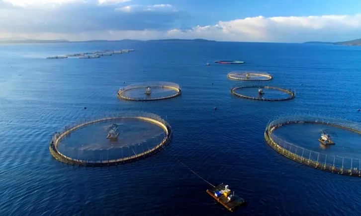 Cần chuyển tư duy sản xuất sang tư duy kinh tế trong ngành nuôi biển