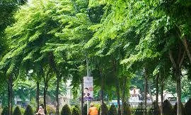 TPHCM sẽ tăng mảng xanh