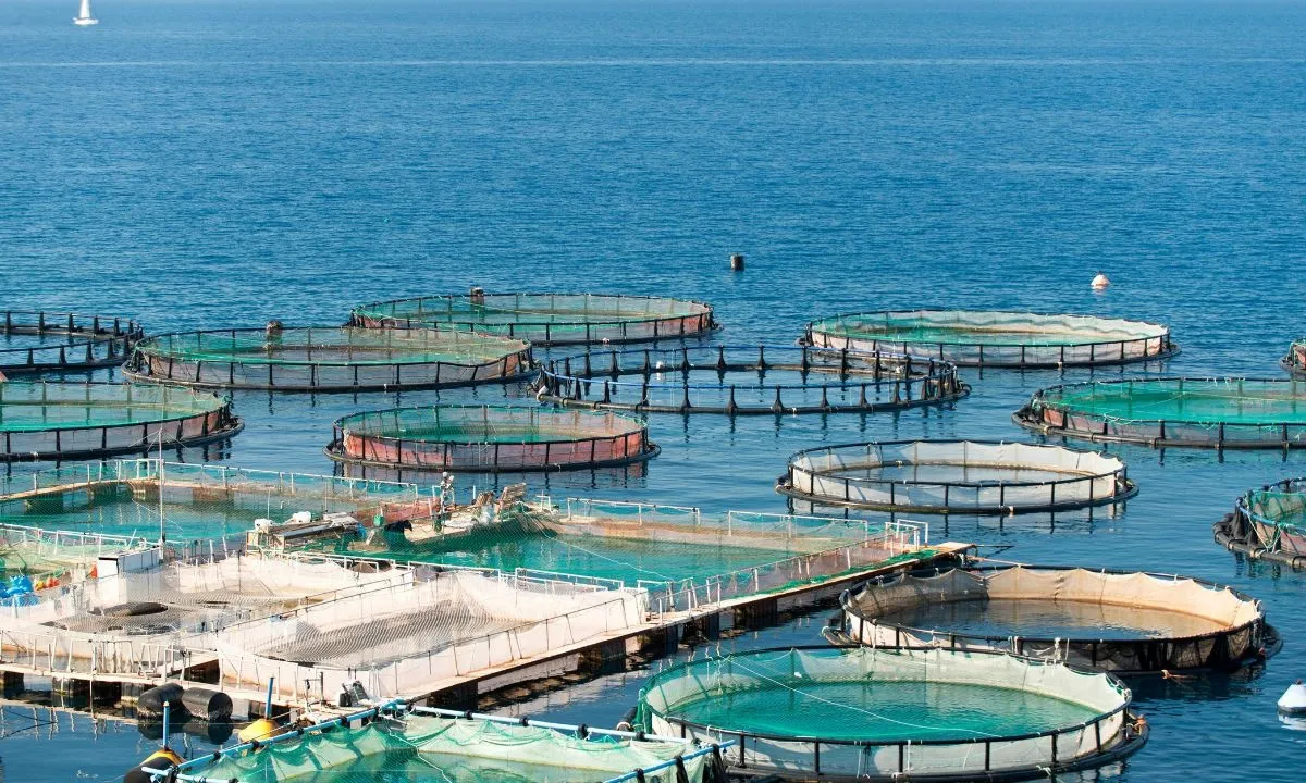 Mong một Nghị quyết về nuôi biển ở TP.HCM