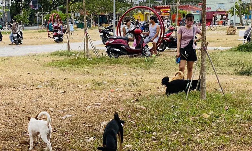 Nuôi chó mèo để phóng uế bừa bãi - Chuyện ái ngại của cộng đồng