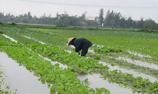 Phục hồi nông nghiệp sau lũ lụt