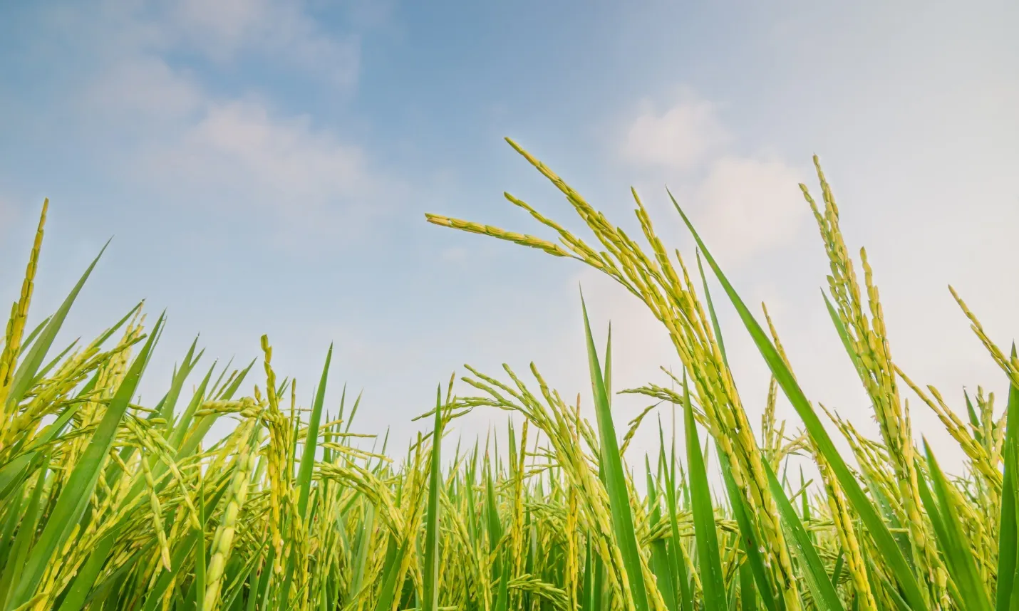 Kỹ thuật chăm sóc lúa Đông Xuân giai đoạn đẻ nhánh đến làm đòng 