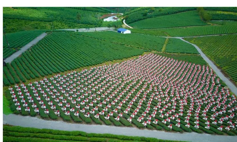 Đồng diễn dâng trà theo phong cách Việt Trà Thức xác lập Kỷ lục Việt Nam