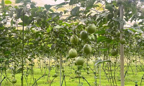 Nông sản Organic made in Việt Nam: Dư địa thị trường còn rất lớn