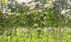 Nông sản Organic made in Việt Nam: Dư địa thị trường còn rất lớn