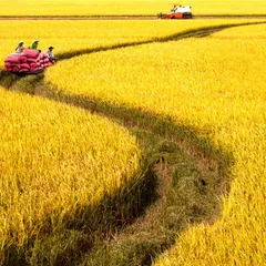 Chủ động xuống giống, vững mùa bội thu.