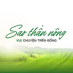 Để cây bưởi cho năng suất cao