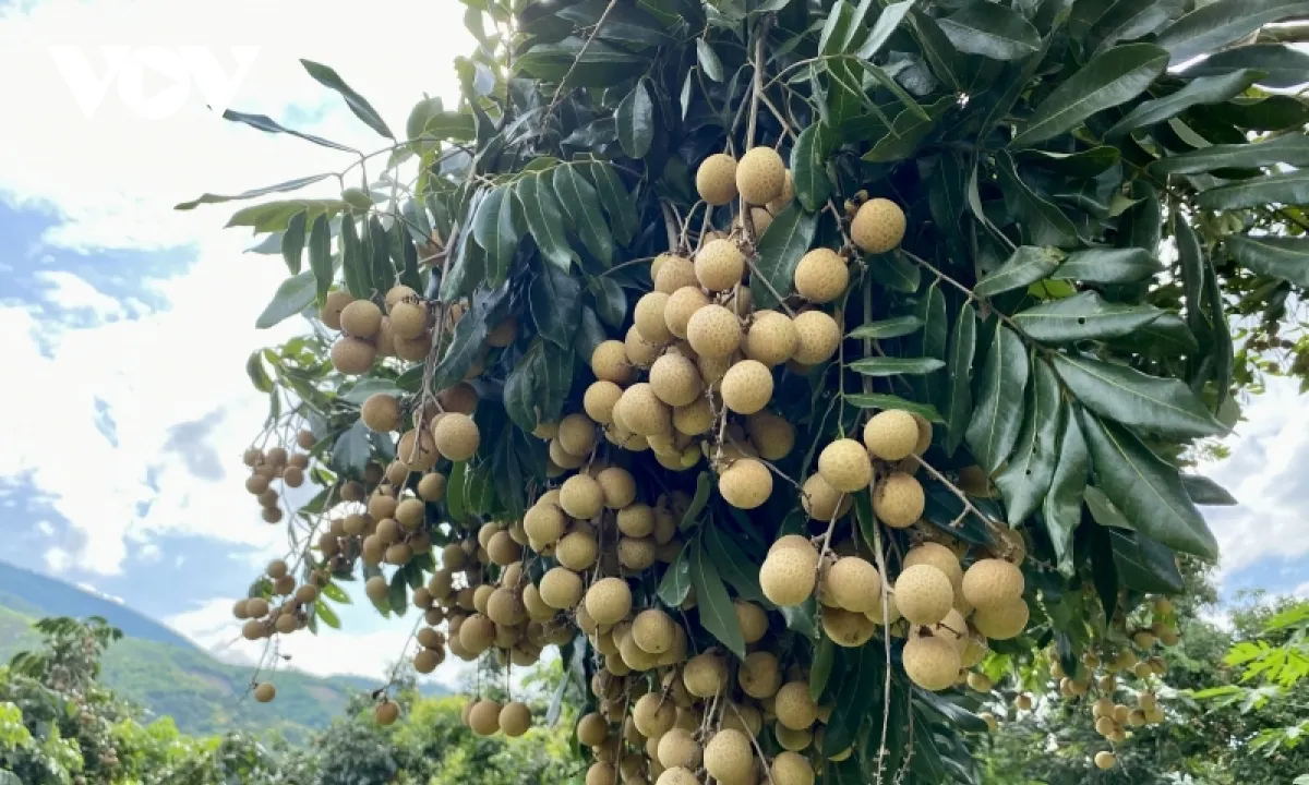 Tập trung dinh dưỡng và quản lý dịch hại cho cây nhãn