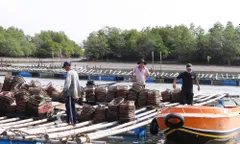 Hàu Long Sơn từ nghề truyền thống địa phương đến đặc sản trứ danh