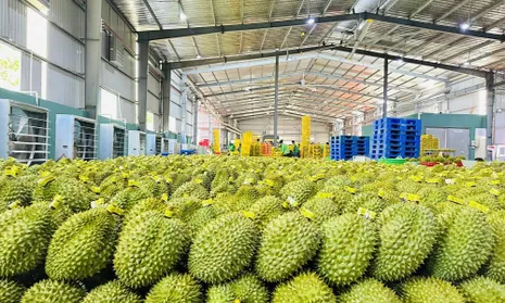 Đẩy mạnh xuất khẩu nông sản Việt Nam sang Trung Quốc