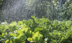 Phòng bệnh cho cây rau màu mùa mưa bão