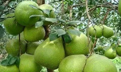 Tập trung chăm sóc cây có múi  