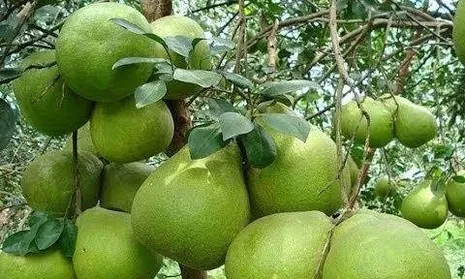 Tập trung chăm sóc cây có múi