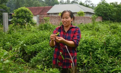 Đổi đời nhờ cây ba kích