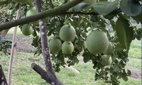 Chăm sóc cây có múi trong mùa mưa