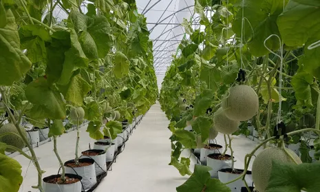 Đẩy mạnh phát triển nông nghiệp xanh và bền vững