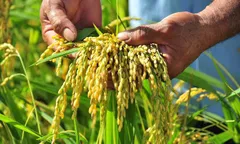 Canh tác lúa thông minh: Hiệu quả cao, chi phí thấp