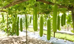 Chăm sóc cây thuộc họ bầu bí và dưa trong mùa mưa bão