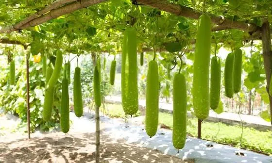Chăm sóc cây thuộc họ bầu bí và dưa trong mùa mưa bão