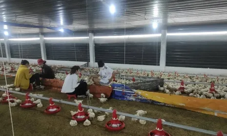 TPHCM đẩy mạnh tiêm phòng, ngăn nguy cơ dịch bệnh trên đàn vật nuôi