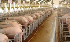 Phát triển mô hình chăn nuôi tuần hoàn 