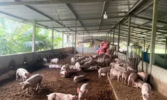 Quy định mật độ chăn nuôi trên địa bàn Thành phố Hồ Chí Minh đến năm 2030